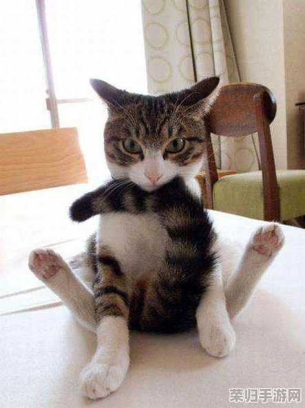探索猫神牧场：蚂蚁流派策略全攻略，掌握微观世界经营奥秘与制胜之道