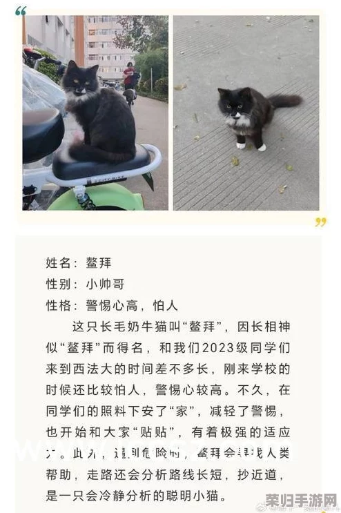 麻花传MD0044苏蜜清歌沈娜娜：剧情紧凑，角色塑造鲜明，音乐动人心弦，值得一看！