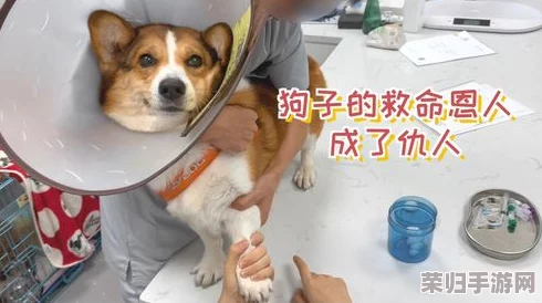 人狗胶配方大全高清1080p：深度理解如何制作最佳的人狗胶