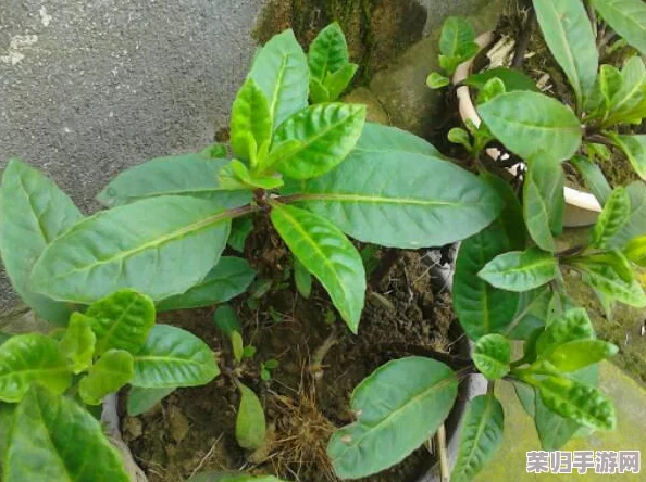 柞精病楝7:揭秘这种罕见植物疾病的七大特征和治疗方法 柞精病楝7:揭秘这种罕见植物疾病的七大特征和治疗方法