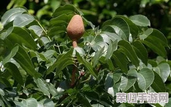 柞精病楝7:揭秘这种罕见植物疾病的七大特征和治疗方法 柞精病楝7:揭秘这种罕见植物疾病的七大特征和治疗方法
