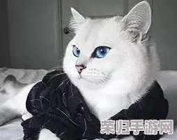 打造纸艺萌宠世界：全方位店员培育指南，解锁猫乐园独特魅力与经营秘籍