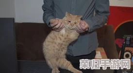 打造纸艺萌宠世界：全方位店员培育指南，解锁猫乐园独特魅力与经营秘籍