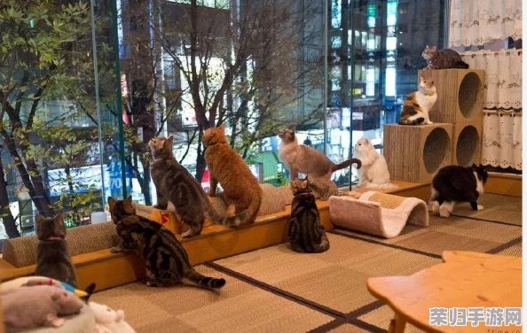打造温馨纸艺萌猫主题茶馆：创意经营策略与顾客体验提升秘籍