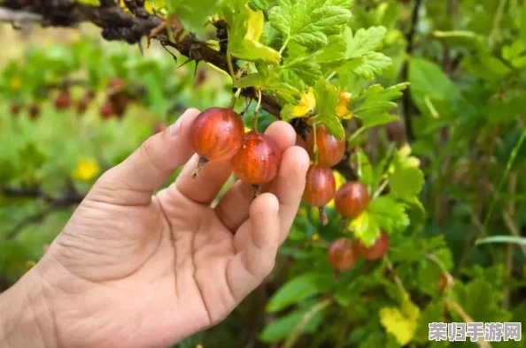 匠心耕耘小时光：探索多元化家庭醋栗种植秘籍，独特技巧成就丰收绿意园