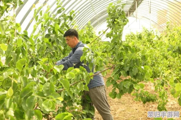 匠心耕耘小时光：探索多元化家庭醋栗种植秘籍，独特技巧成就丰收绿意园