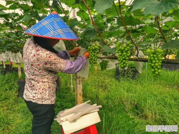 匠心耕耘小时光：探索多元化家庭醋栗种植秘籍，独特技巧成就丰收绿意园