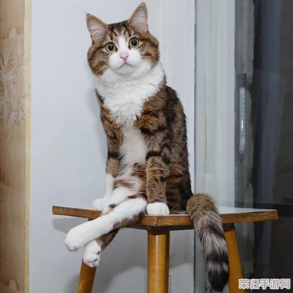 2024年必玩猫趣横生游戏精选：探索猫咪世界，沉浸式萌宠互动游戏大全集