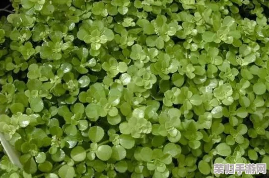 《江湖悠悠》生态循环新篇章：全面解锁堆肥玩法，打造自给自足的田园攻略秘籍