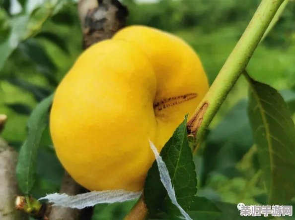 《江湖悠悠》生态循环新篇章：全面解锁堆肥玩法，打造自给自足的田园攻略秘籍