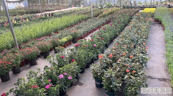 探秘桃源深处人家：花圃园艺秘籍与花卉配方大公开，图文并茂的种植攻略指南