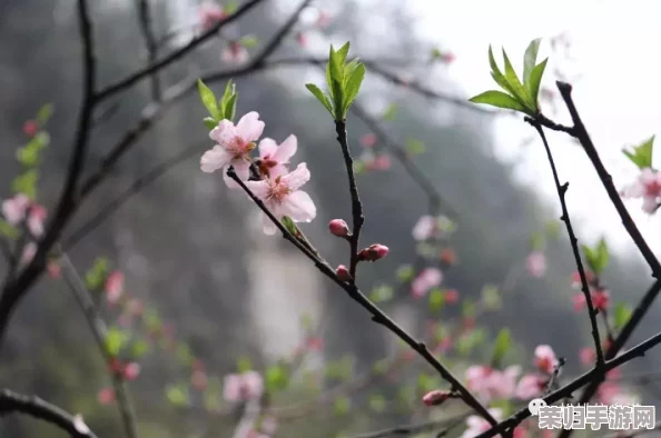 迷雾缭绕城堡：高效速通策略与刷星技巧全攻略，助你征服秘境夺得璀璨星辰！