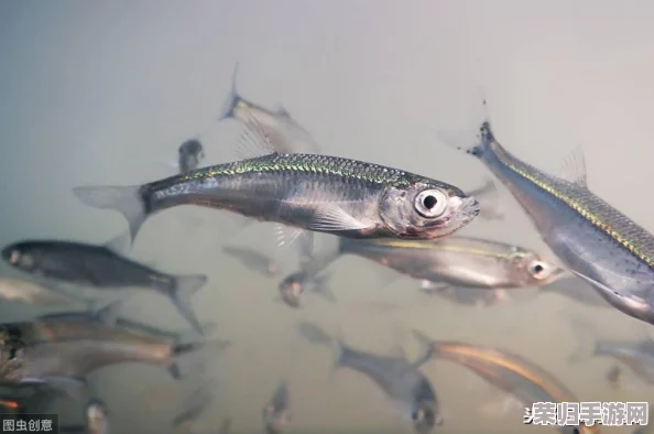 木筏求生2:全面攻略解锁岛屿探索技巧,助你海上生存更从容 木筏求生2:全面攻略解锁岛屿探索技巧,助你海上生存更从容