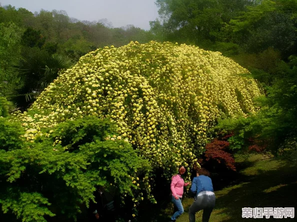 独家攻略:光遇世界中繁花拱门的雅致解锁路径与技巧详解 独家攻略:光遇世界中繁花拱门的雅致解锁路径与技巧详解