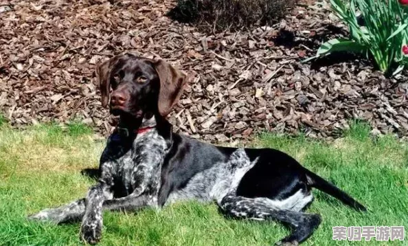 融合策略巅峰:植物大战僵尸杂交版35关极限挑战全攻略解析 融合策略巅峰:植物大战僵尸杂交版35关极限挑战全攻略解析